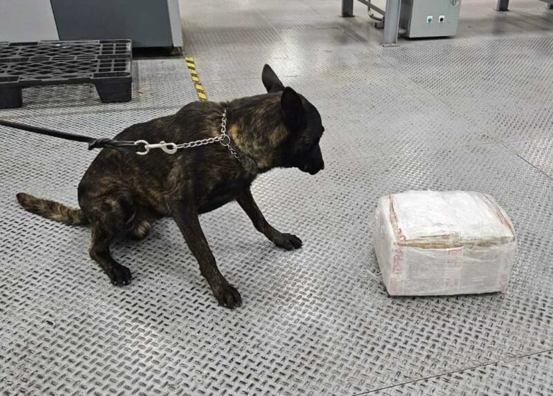 Guardia Nacional Asegura 11.5 Kilos de Droga en Querétaro con Destino a San Luis Potosí, Sonora y Tamaulipas