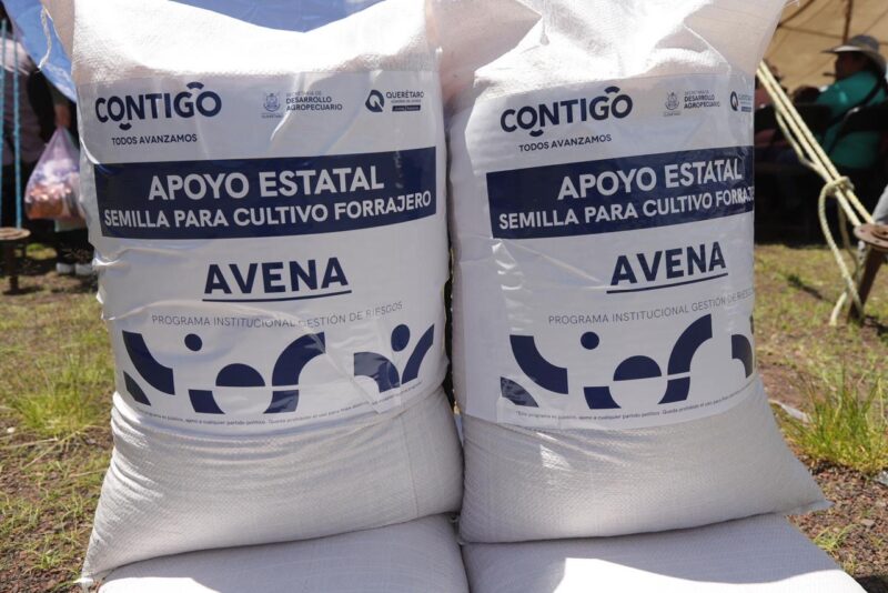 Inician dispersión de semilla para cultivos forrajeros en Amealco y Huimilpan