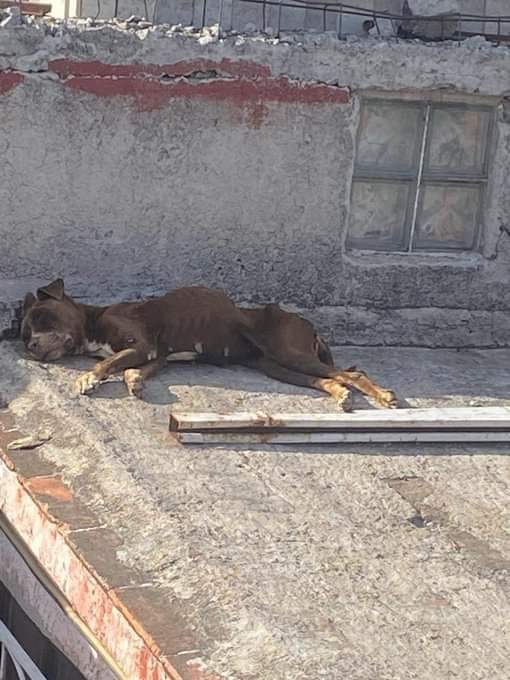 Rescatan a perro en situación de maltrato en Colonia Satélite