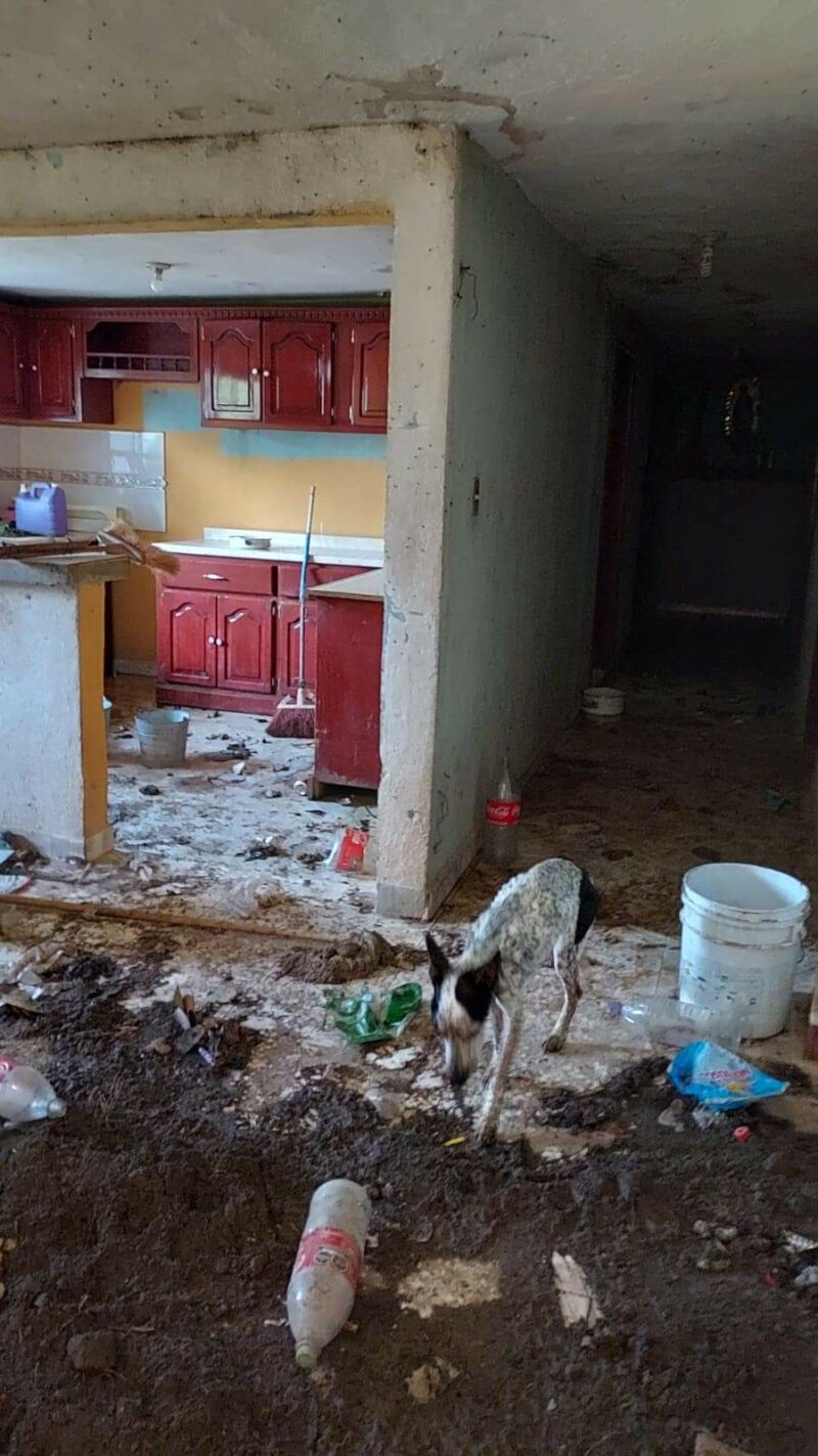 Rescatan a 17 perros en San Juan del Río por maltrato animal