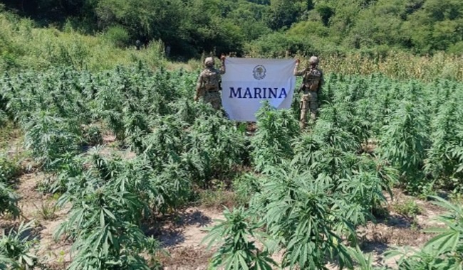 La Marina destruye 132 toneladas de marihuana en Tamazula, Durango