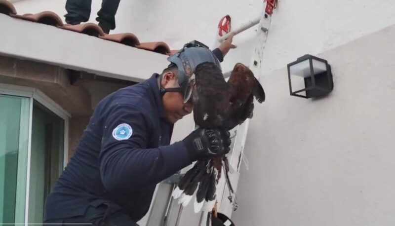 Rescate de un halcón Harris en Juriquilla, Querétaro: Un llamado a la protección de especies