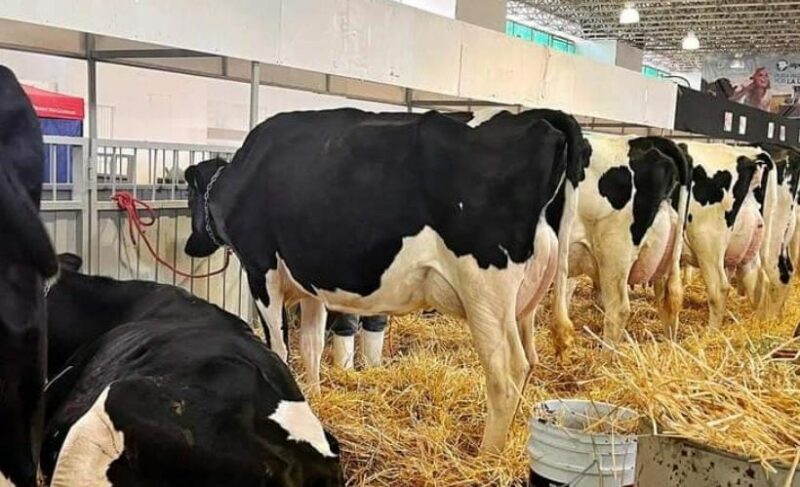 SESEQ investiga origen de carne contaminada con clembuterol en Tolimán