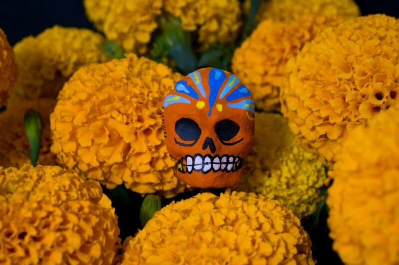 Descubre las 35 Variedades de flor de Cempasúchil en México y su importancia cultural en México