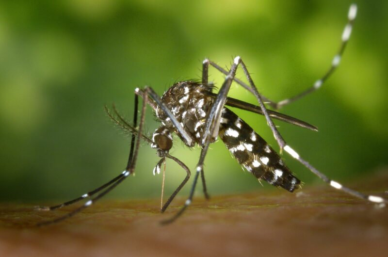 Aumentan más de 2 mil casos de dengue en Querétaro: ¡Protégete!
