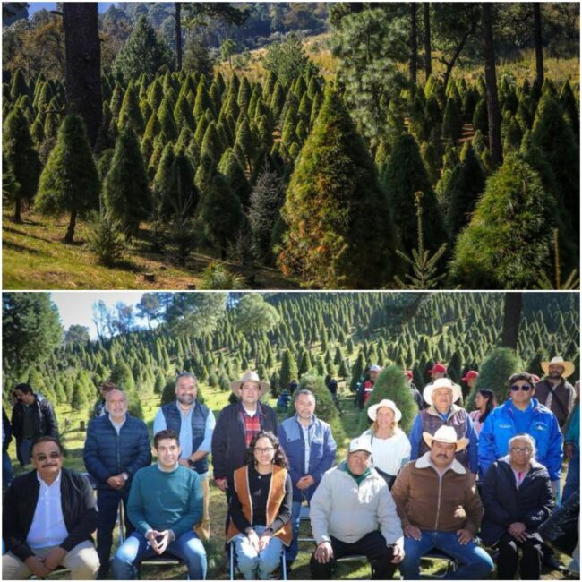Semarnat y Conafor inauguran temporada de árboles de Navidad naturales en CDMX un regalo para el medio ambiente