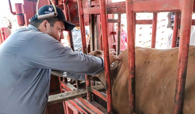 México se blinda contra el gusano barrenador del ganado: Simulacro exitoso en Chiapas