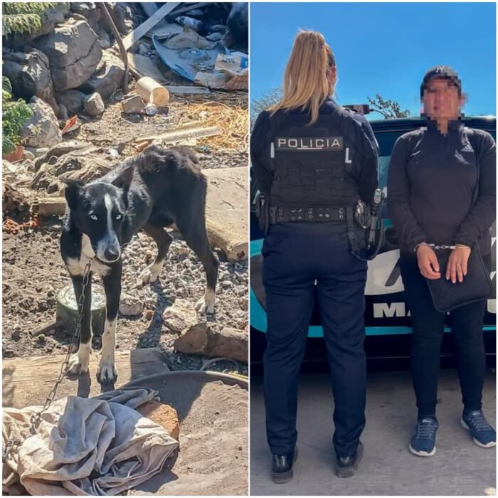 Detienen a mujer en El Marqués por maltrato animal: Dos perros rescatados en estado crítico