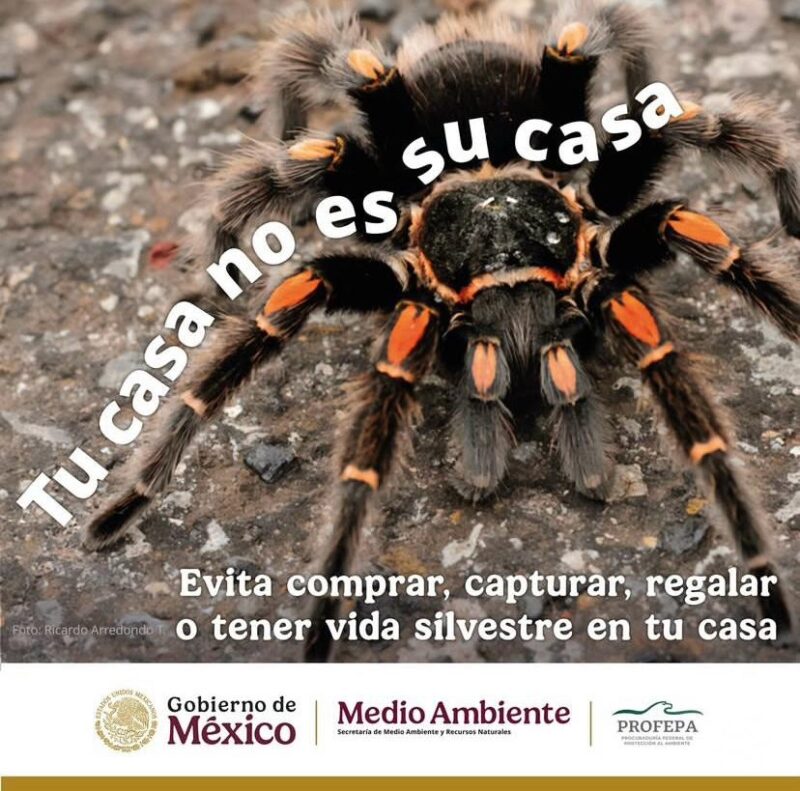 La Profepa te invita a decir NO al tráfico de animales: ¡Cada vida cuenta!