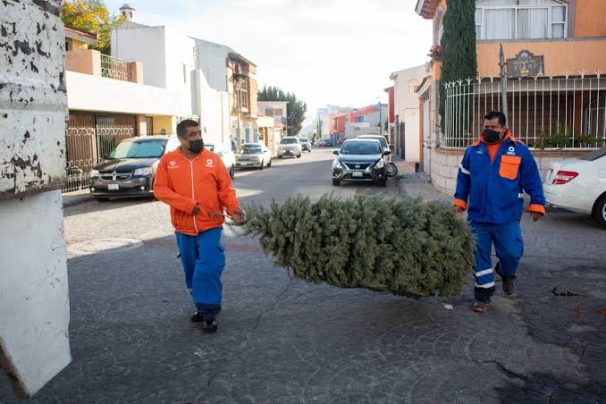 ¡Recicla tu árbol de Navidad! Inicia campaña de recolección en Querétaro
