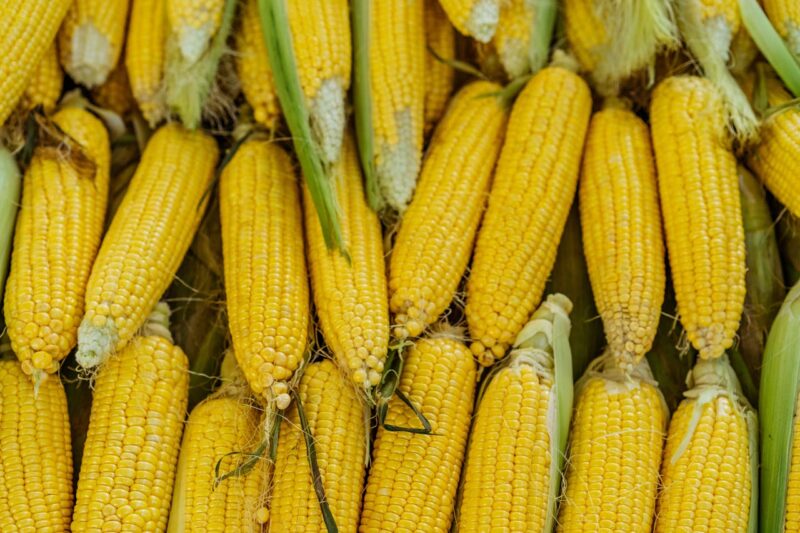 México defenderá la soberanía alimentaria tras fallo del T-MEC sobre el maíz transgénico