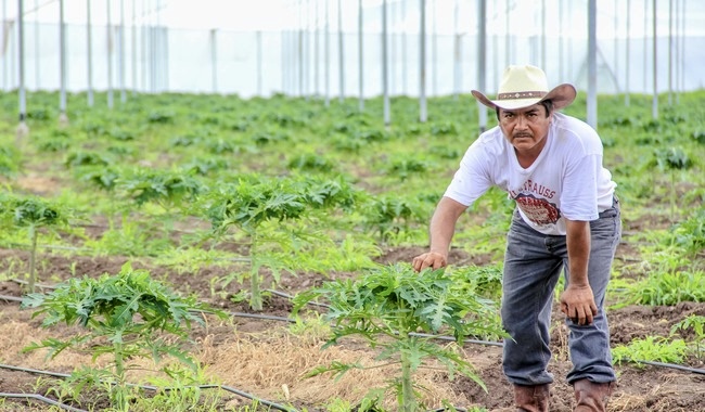 Gobierno extiende apoyo a productores agrícolas para inscribirse al Programa de Energía para el Campo