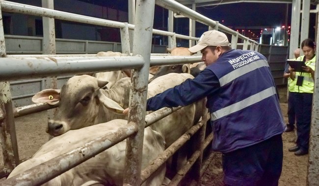 México entre los 8 países más saludables para la producción animal a nivel mundial