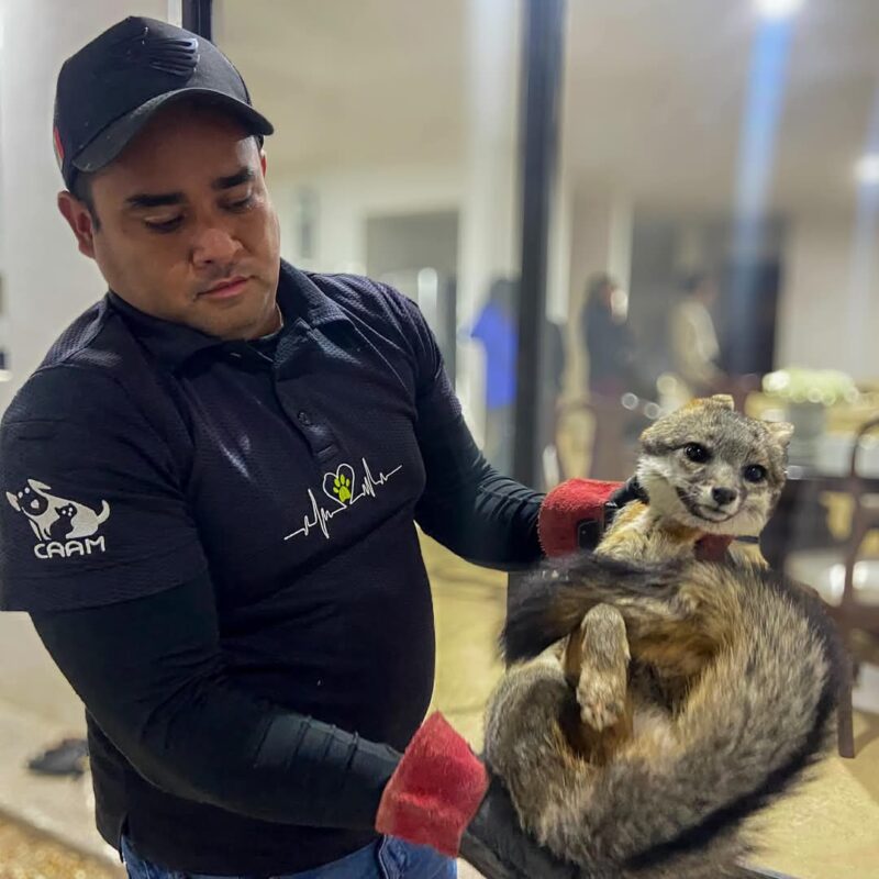 Rescatan a zorro perdido en vivienda de Zibatá