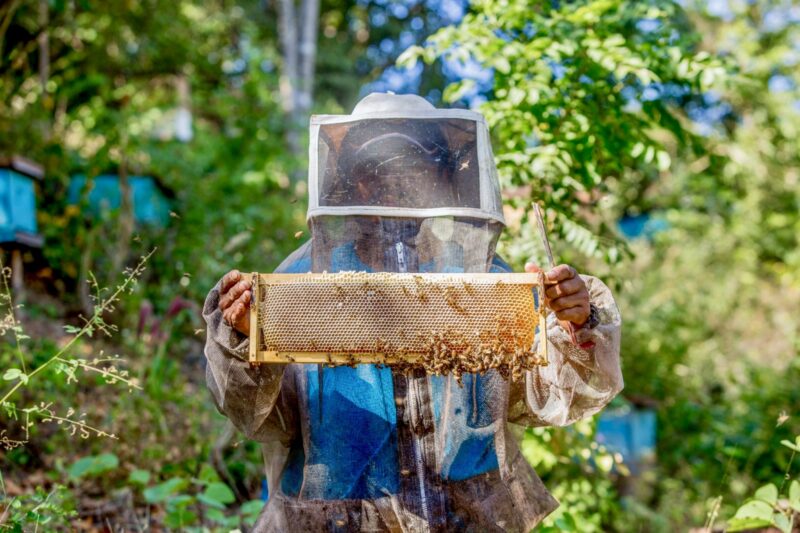 La apicultura mexicana en la cima de la producción mundial de miel un dulce legado de tradición y sabor