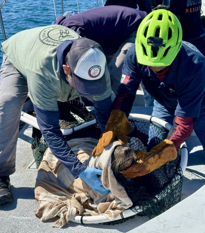 Profepa libera a dos lobos marinos atrapados en mallas de pesca en Baja California Sur