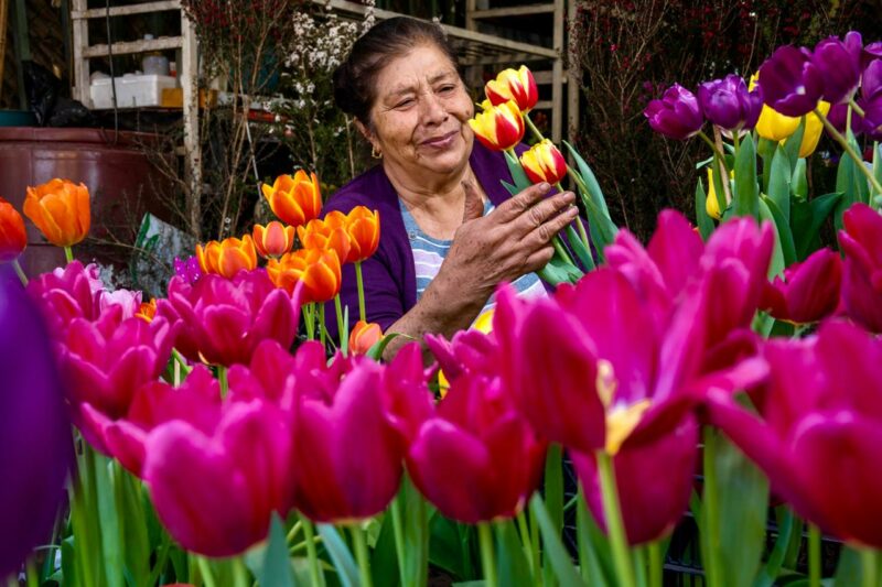 Manos que cultivan amor un homenaje a los floricultores mexicanos