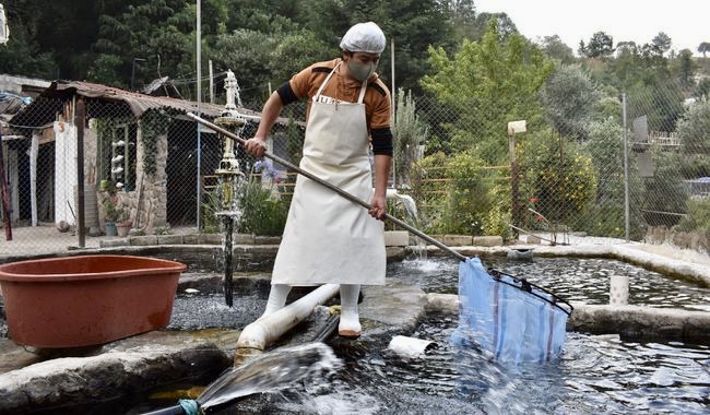 Declaran a México territorio libre de enfermedades en trucha de cultivo abriendo puertas al mercado global