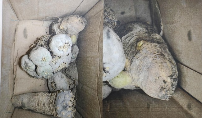 Detienen envío de peyotes en Querétaro Profepa actúa contra tráfico de especies protegidas