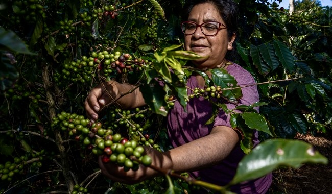 “Pide un Café Mexicano” La Campaña Nacional de Sectur, Agricultura y Concanaco para impulsar a nuestros caficultores