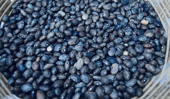 Frijol y arroz primero Gobierno lanza Prosebien para dar semillas de calidad a pequeños productores