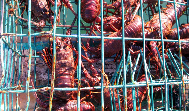 Veda total en Mayo conoce las especies marinas y de agua dulce protegidas en México