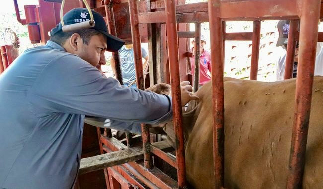 Alianza México-EUA contra la plaga unidos para erradicar el gusano barrenador del ganado