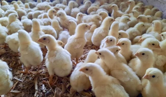 México activa alarma por influenza aviar suspende urgente importación de pollo y huevo desde Brasil