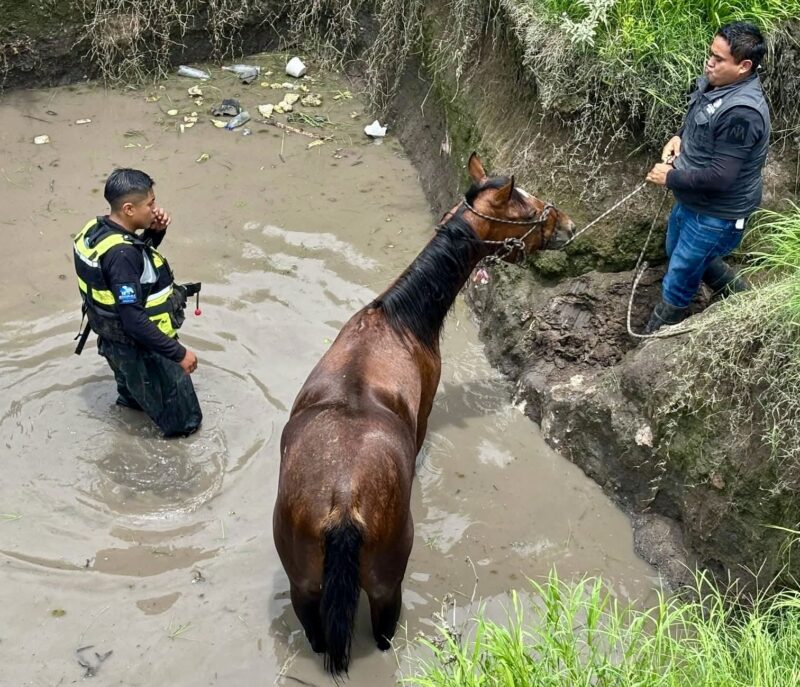 Rescate exitoso salvan a caballo atrapado en zanja y recibe atención médica en El Marqués