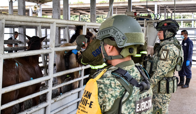 Ejército y Guardia Nacional aliados clave en la batalla contra el gusano barrenador del ganado