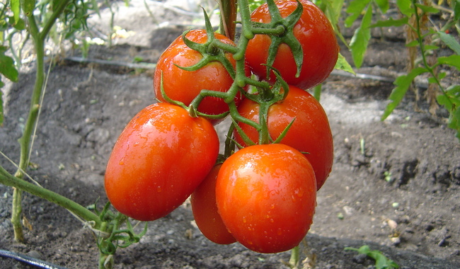 Arancel al tomate México rechaza decisión de EE. UU. y advierte daño a consumidores