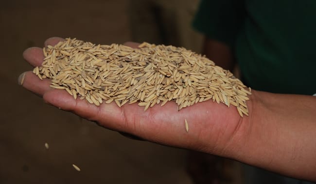 Gobierno de México impulsa con apoyos la producción de arroz en Campeche