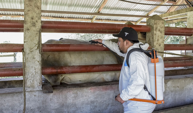 Querétaro libre de gusano barrenador baja 57% en México